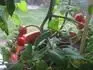 GardenberryF1 
