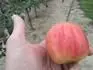 Honeycrisp