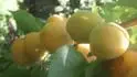 Puget Gold