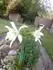 Perunsk narcis 