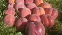 Maycrest (dole)