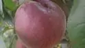 Sugar Time