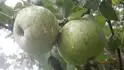 Koporeka
