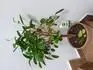 Ficus hndnou listy 