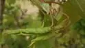 Mice (pravdpodobn broskvoov)
