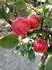Honeycrisp
