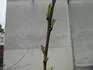 Vyraen Sagittaria