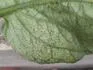 Choroba rajn 