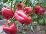 paprika