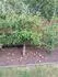 Beforest