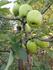 Greenstar